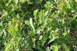 Image of Smilax aspera L.