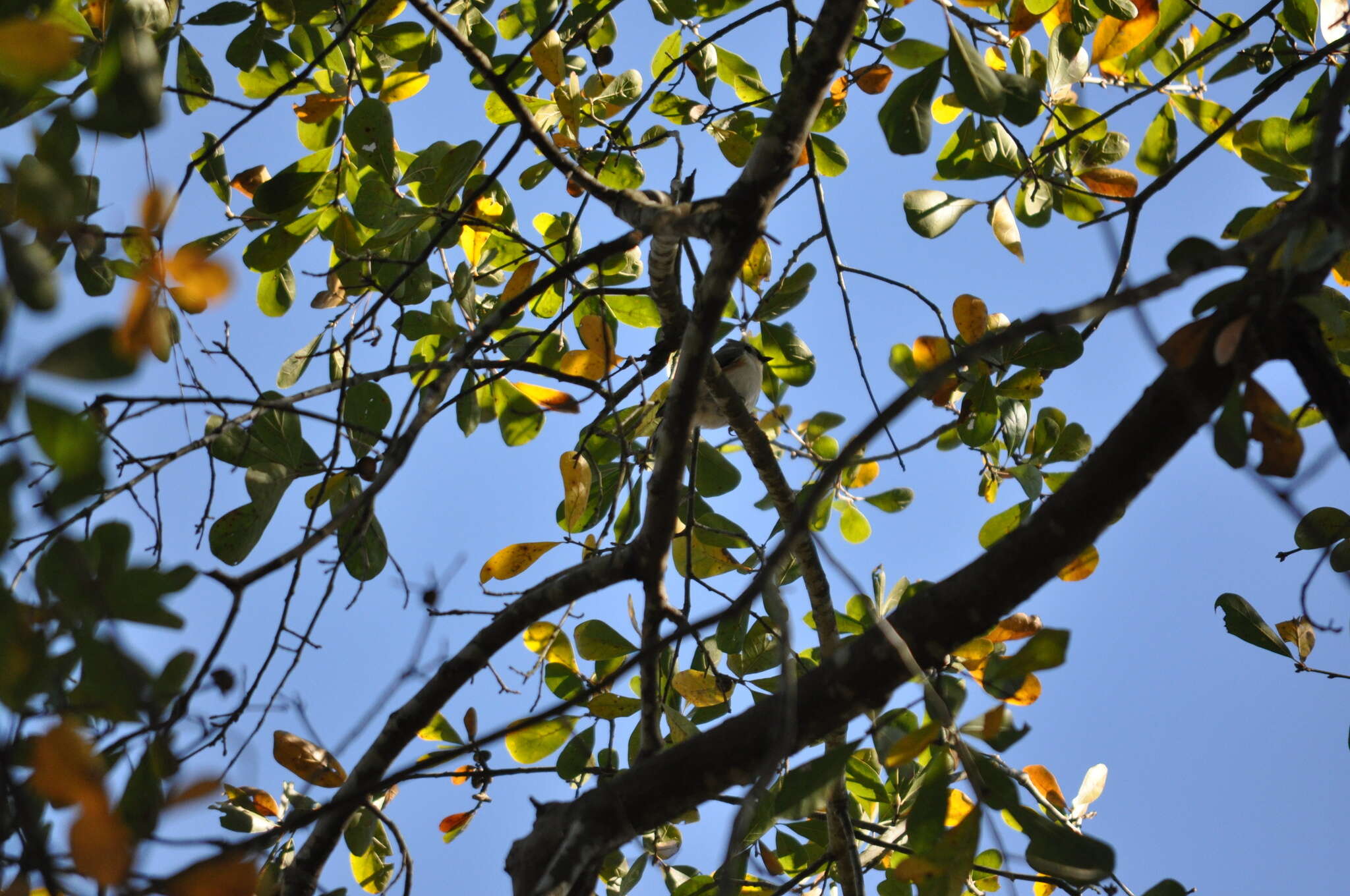 Image of American Titmice