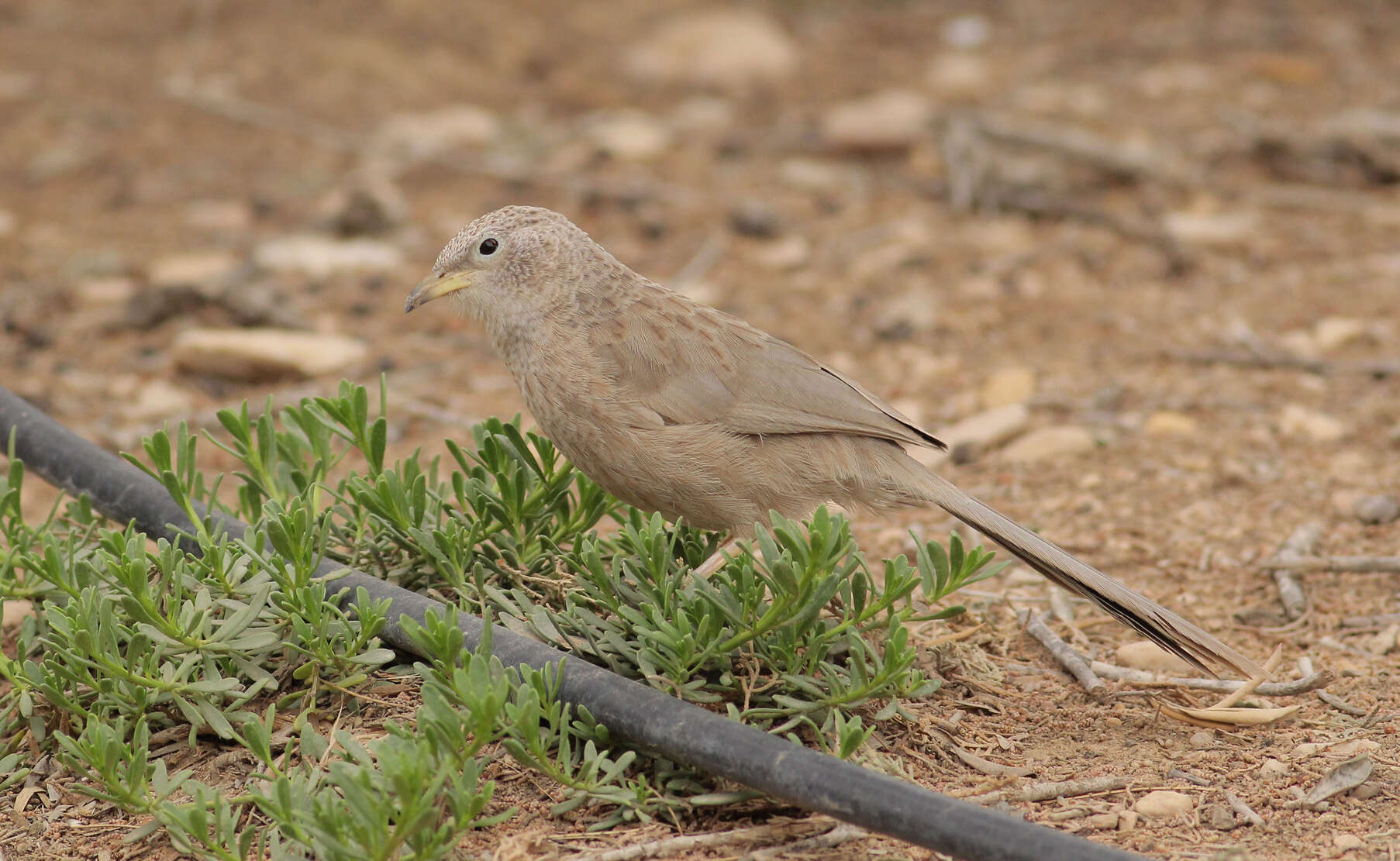 Image of Arabian Babbler