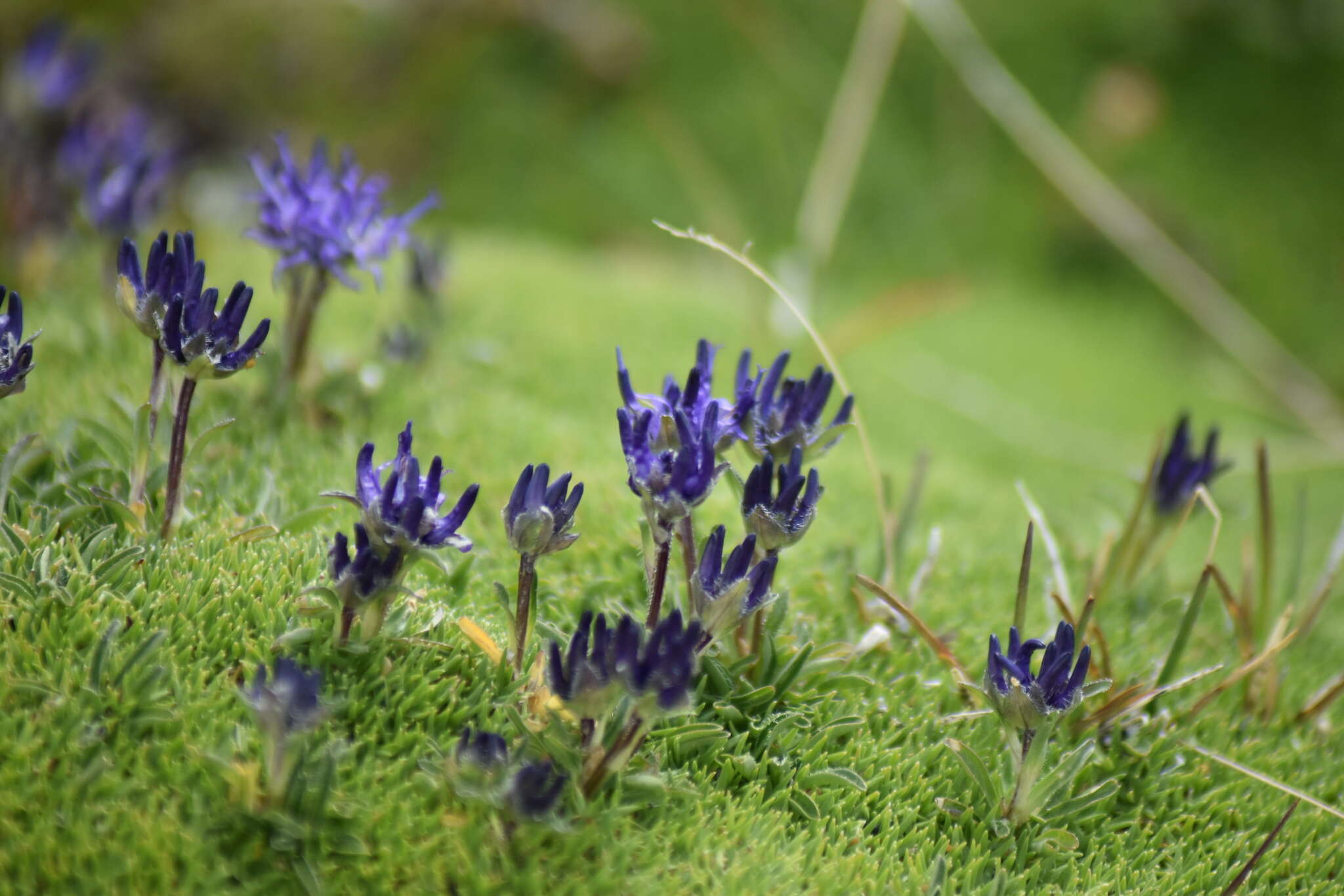 Sivun Phyteuma globulariifolium Sternb. & Hoppe kuva