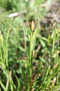 Image of sedge