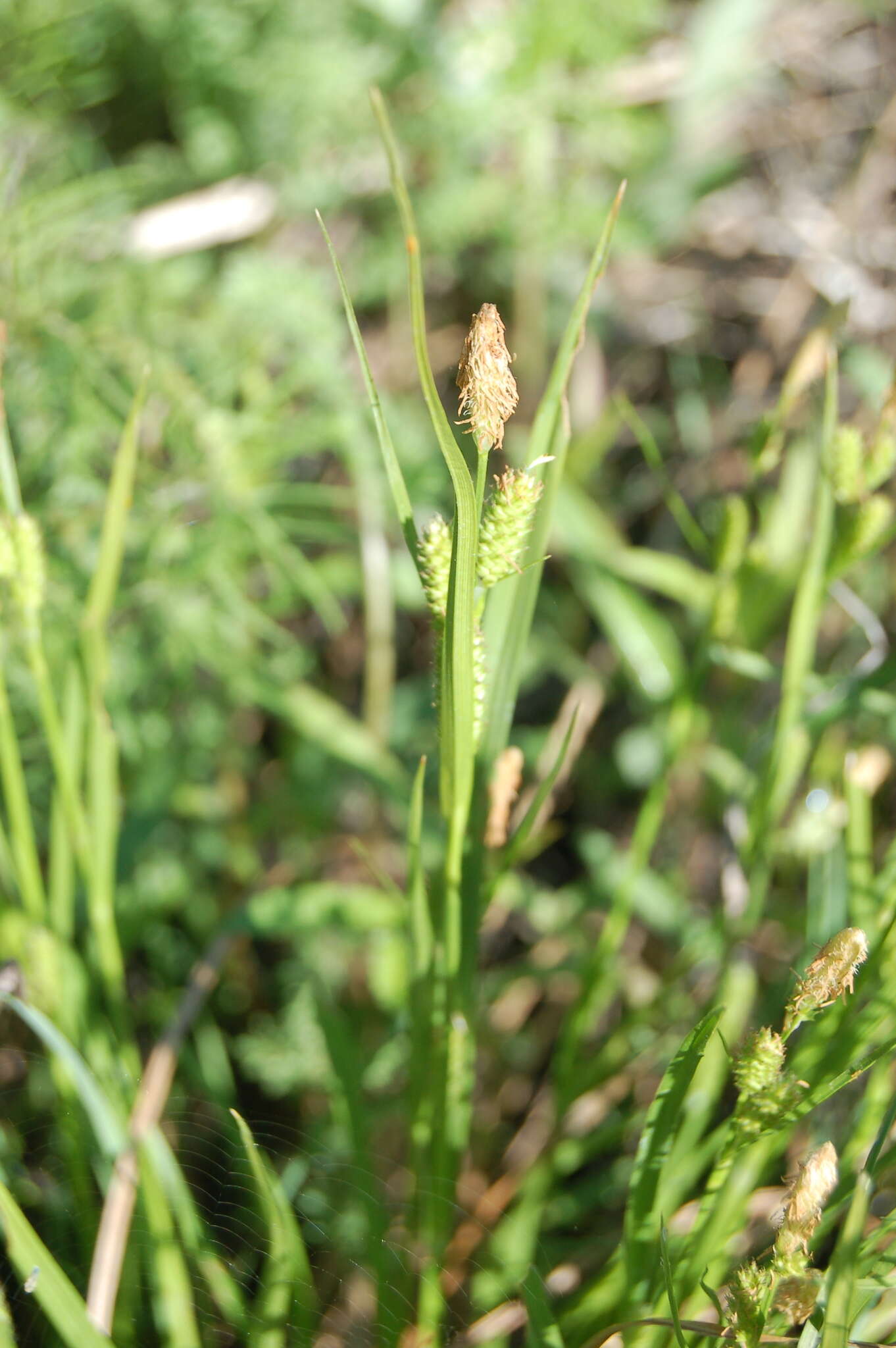 Sivun Carex diluta M. Bieb. kuva