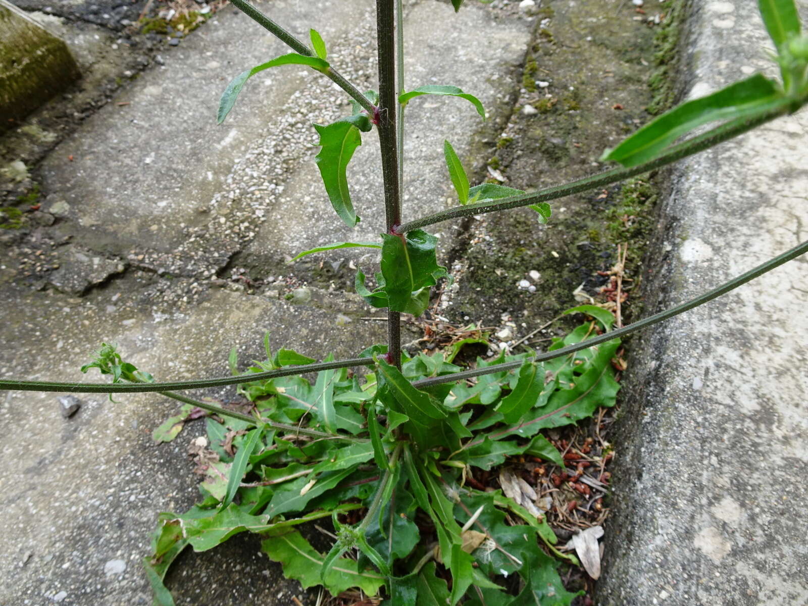 Image of hawkweed oxtongue