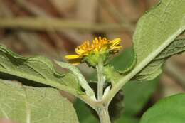 Image of Wedelia rugosa Greenm.