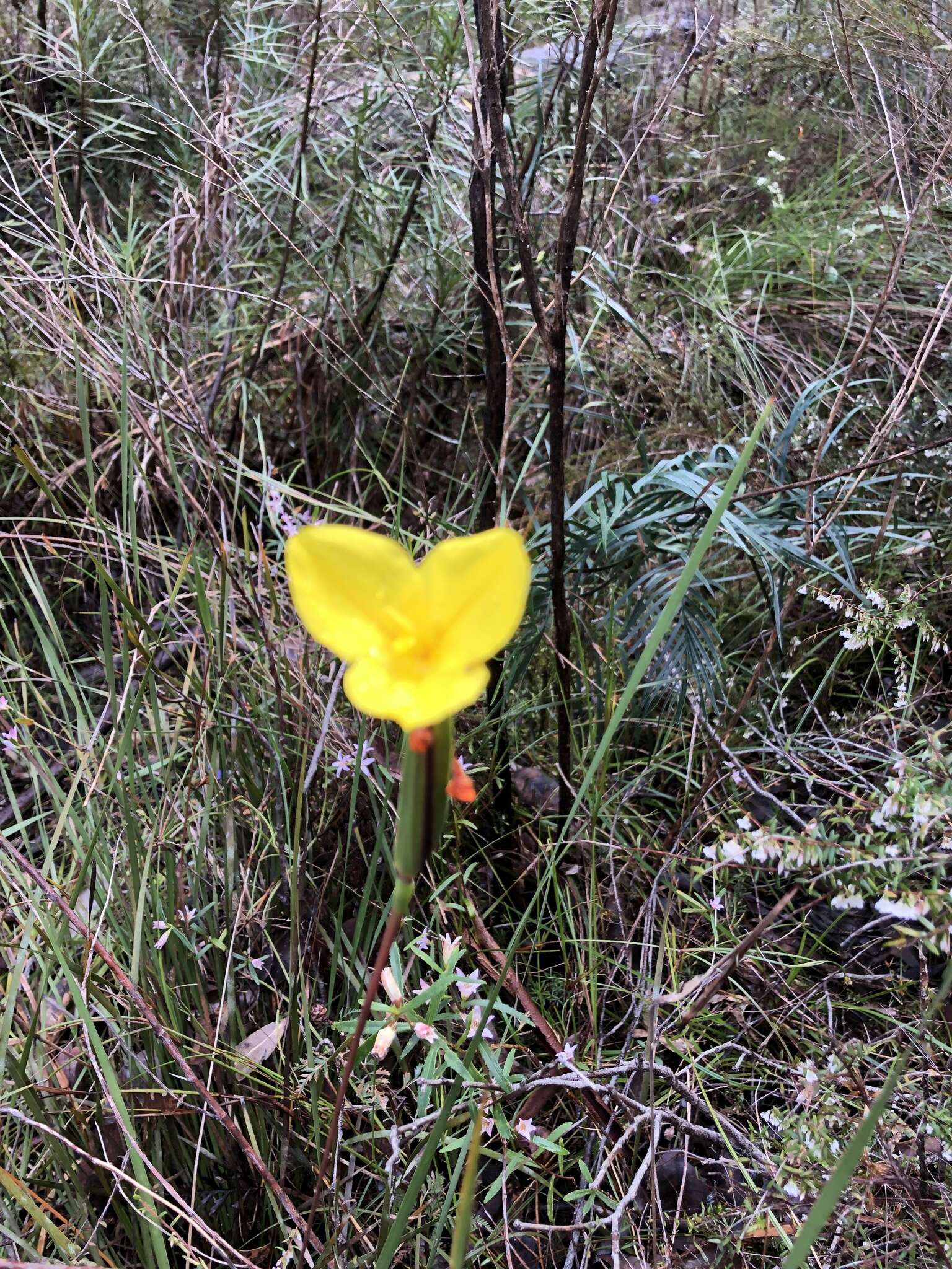 Image of Patersonia umbrosa Endl.