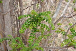 Plancia ëd Comocladia dodonaea (L.) Urban