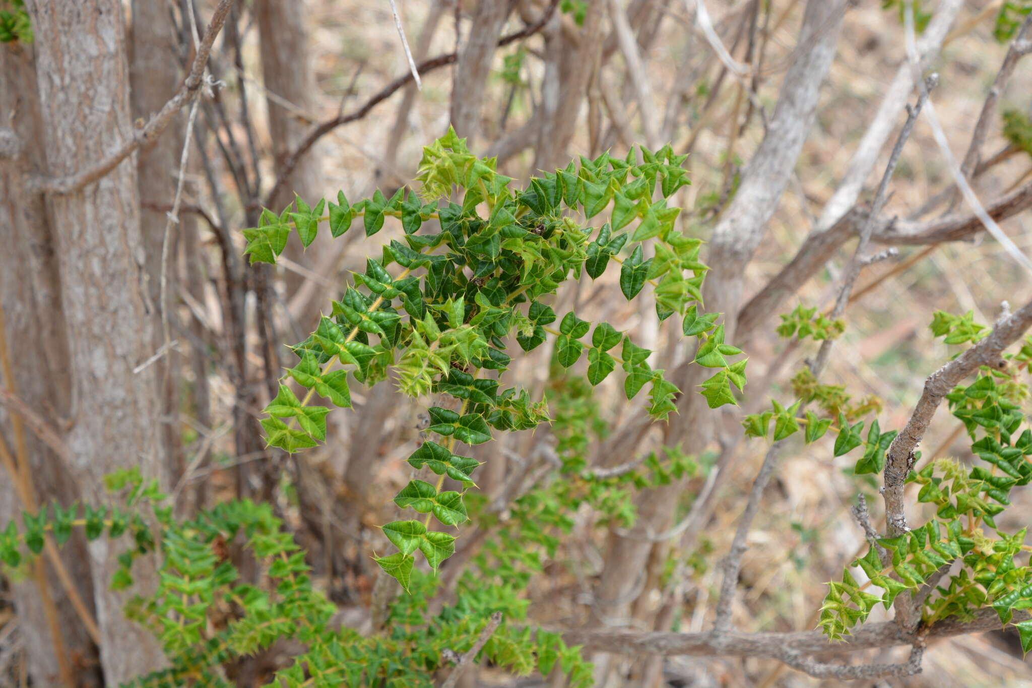 Image of poison ash