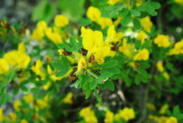 Image of Cytisus wulfii V. I. Krecz.