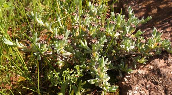 Image of Antimima mucronata (Haw.) H. E. K. Hartmann