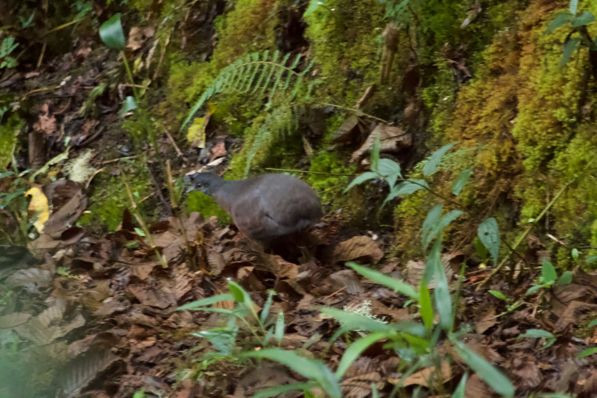 Plancia ëd Crypturellus obsoletus (Temminck 1815)