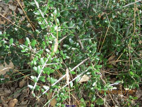 Image de Olea europaea subsp. europaea