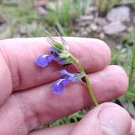 Image of Salvia filifolia Ramamoorthy