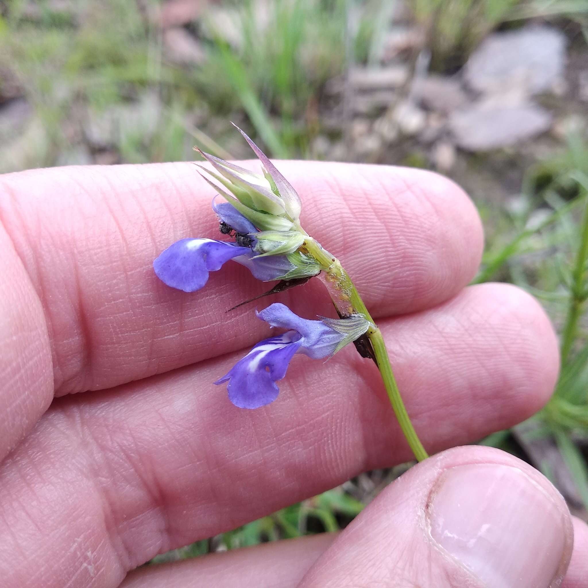 Image of Salvia filifolia Ramamoorthy