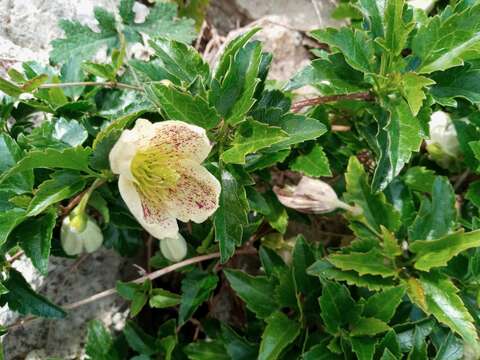 Imagem de Clematis cirrhosa L.