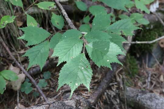 Image of Ulmus laciniata (Trautv.) Mayr