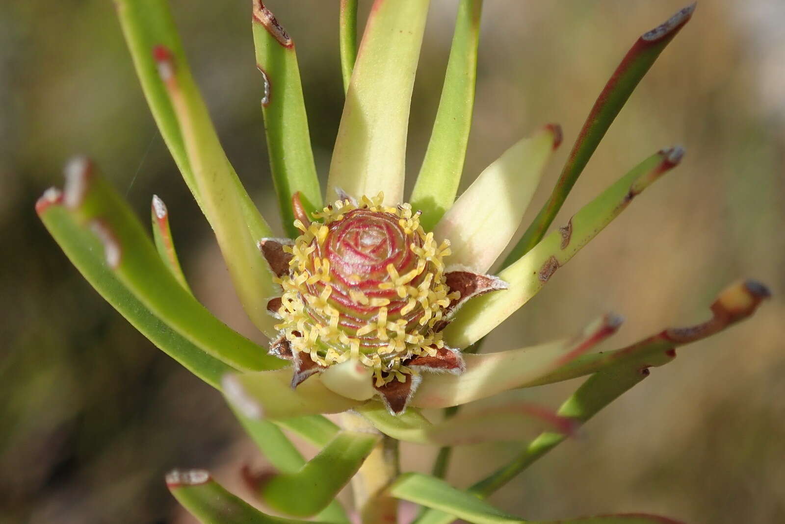 Image of Leucadendron spissifolium subsp. fragrans I. J. M. Williams