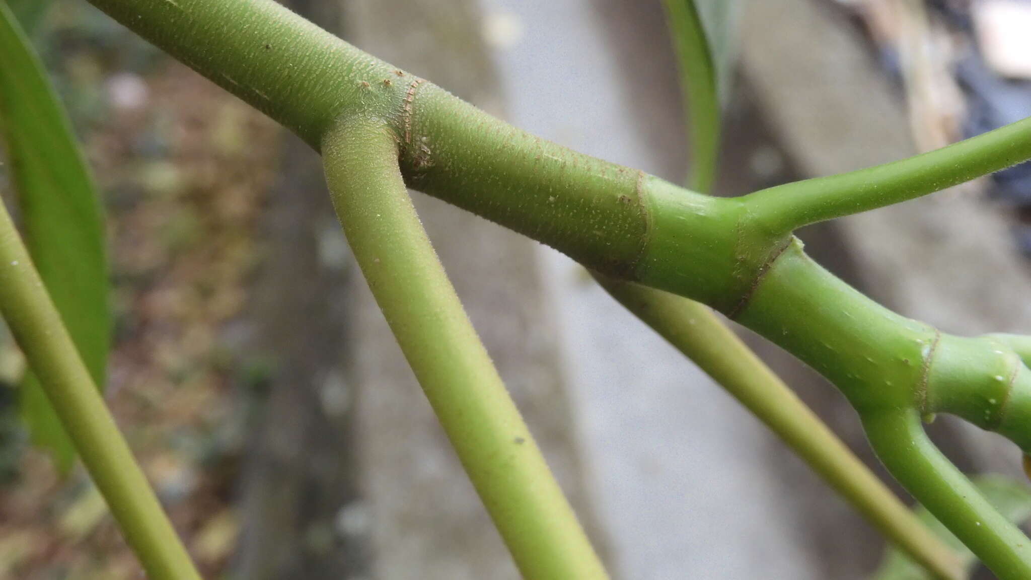 Image of Ficus variegata Bl.