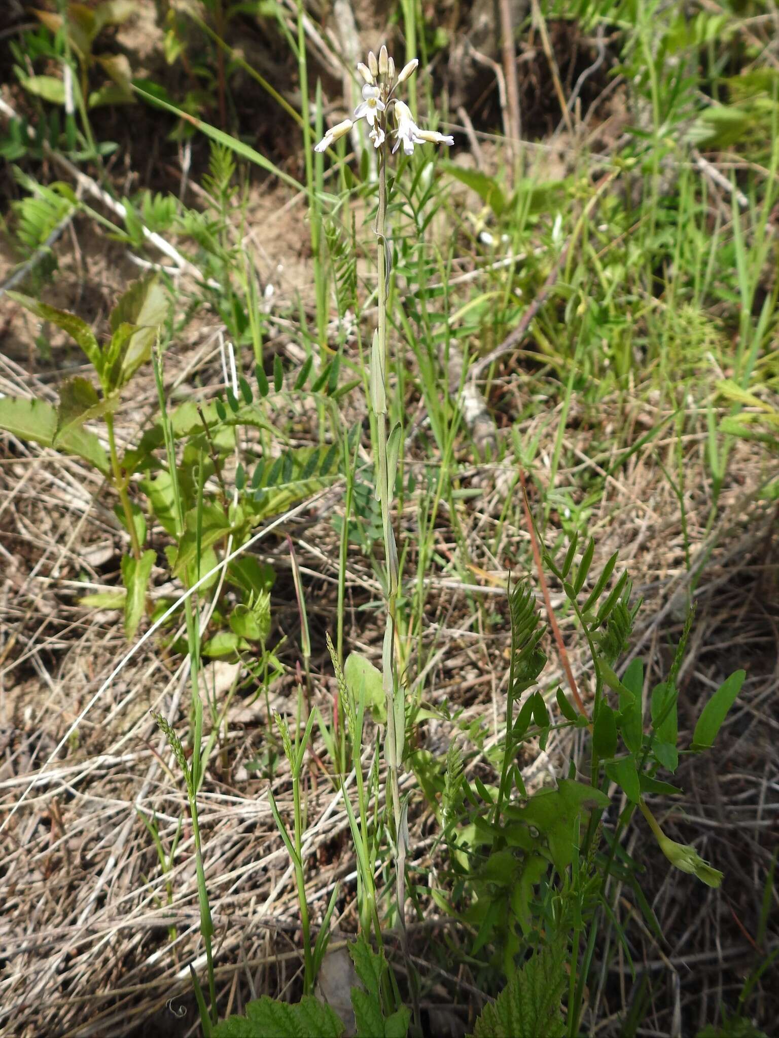 Image of Boivin's Rockcress