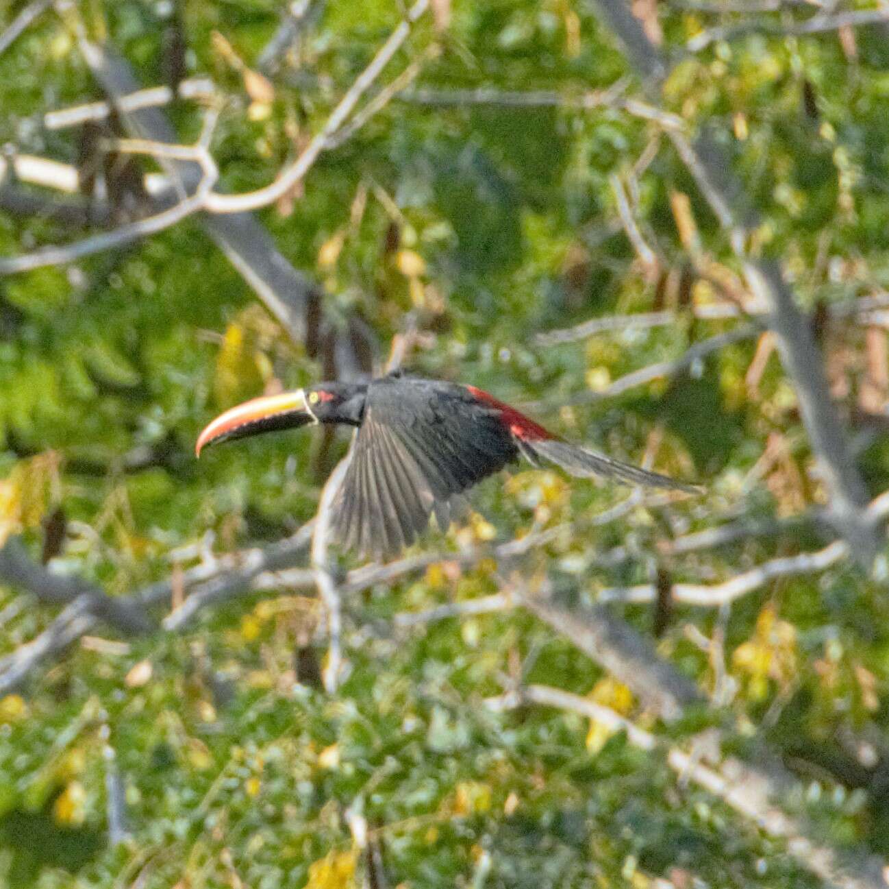 Image of Fiery-billed Aracari