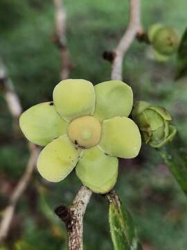 Guatteria oliviformis Donn. Sm.的圖片