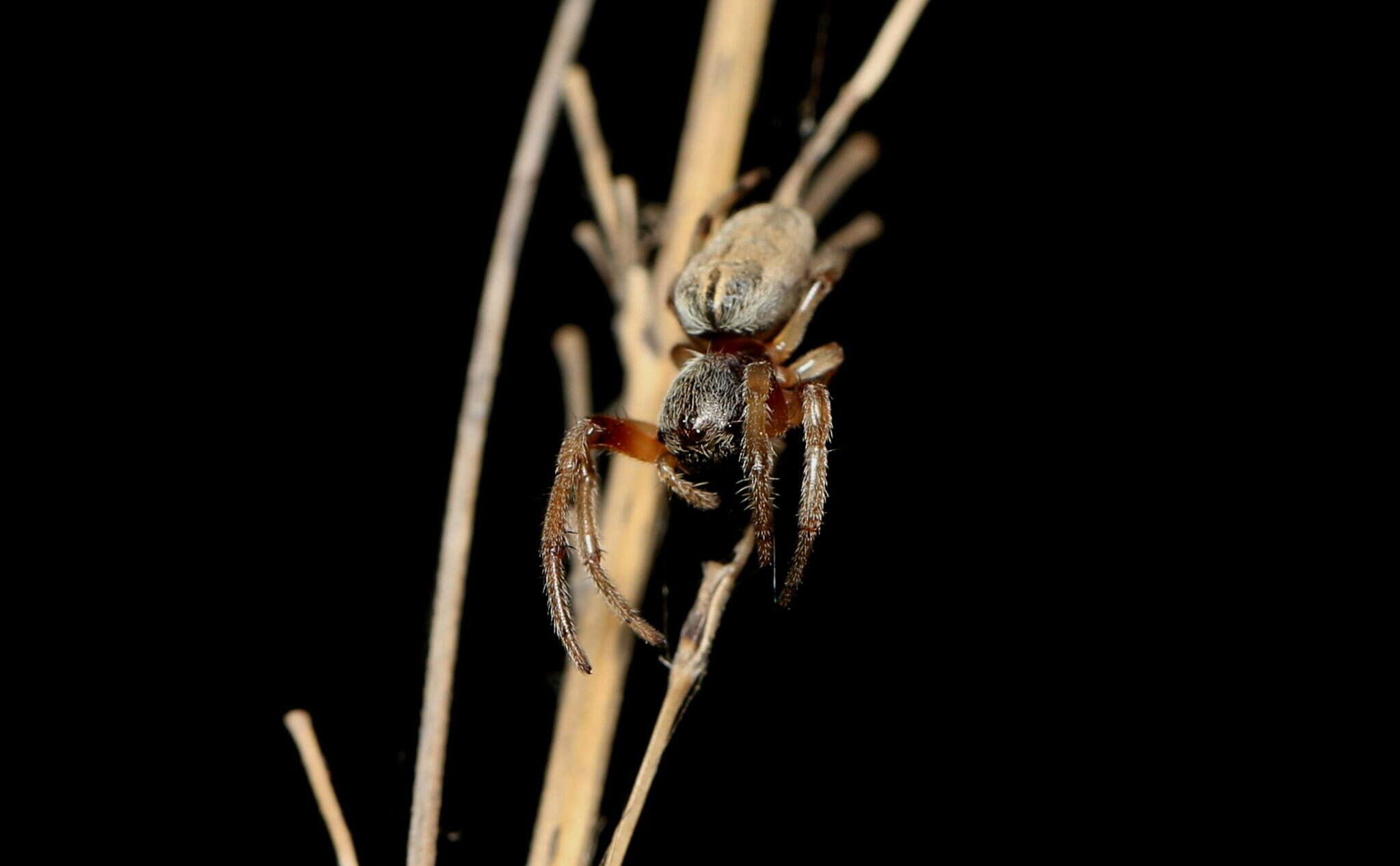 Image of Araneus tubabdominus Zhu & Zhang 1993