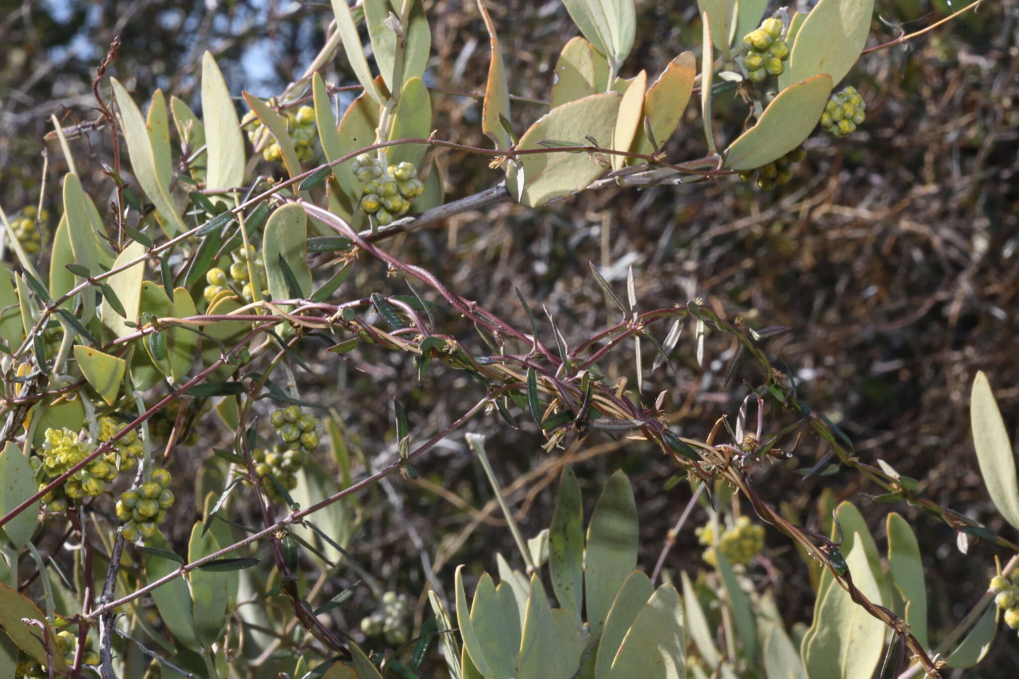 Image of Metastelma arizonicum A. Gray