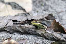 Image of Trachylepis varia (Peters 1867)