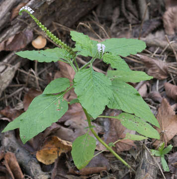 Image of Indian heliotrope