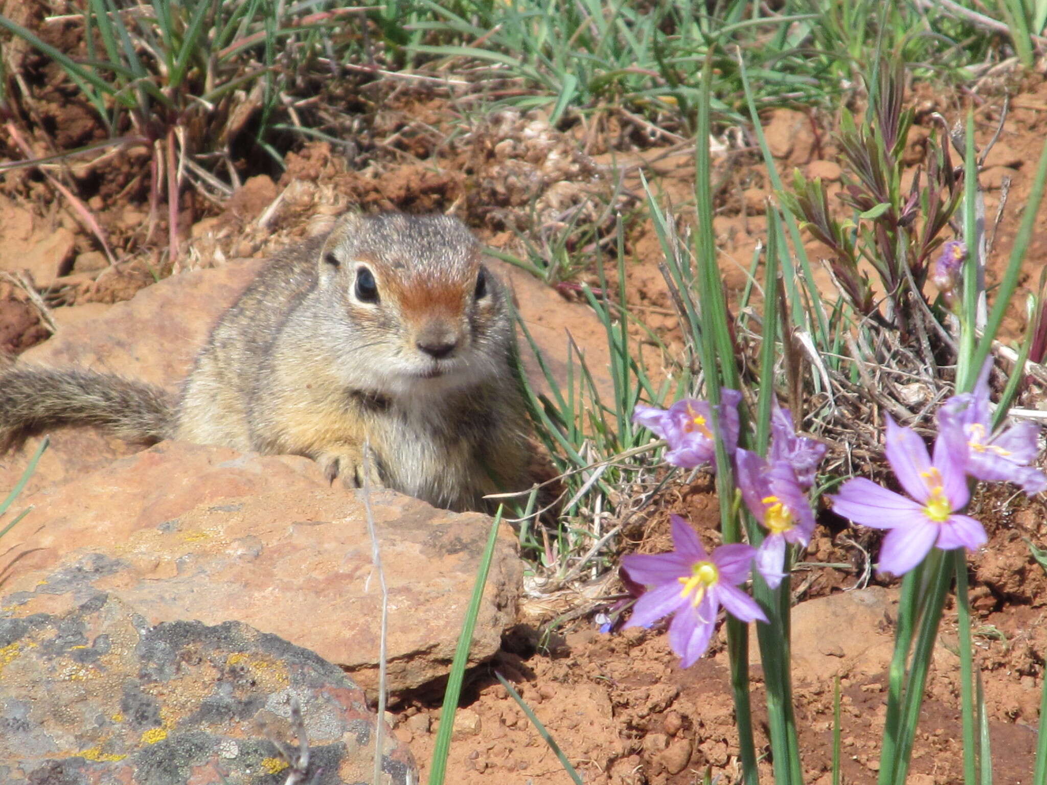 Image of Idaho Ground Squirrel