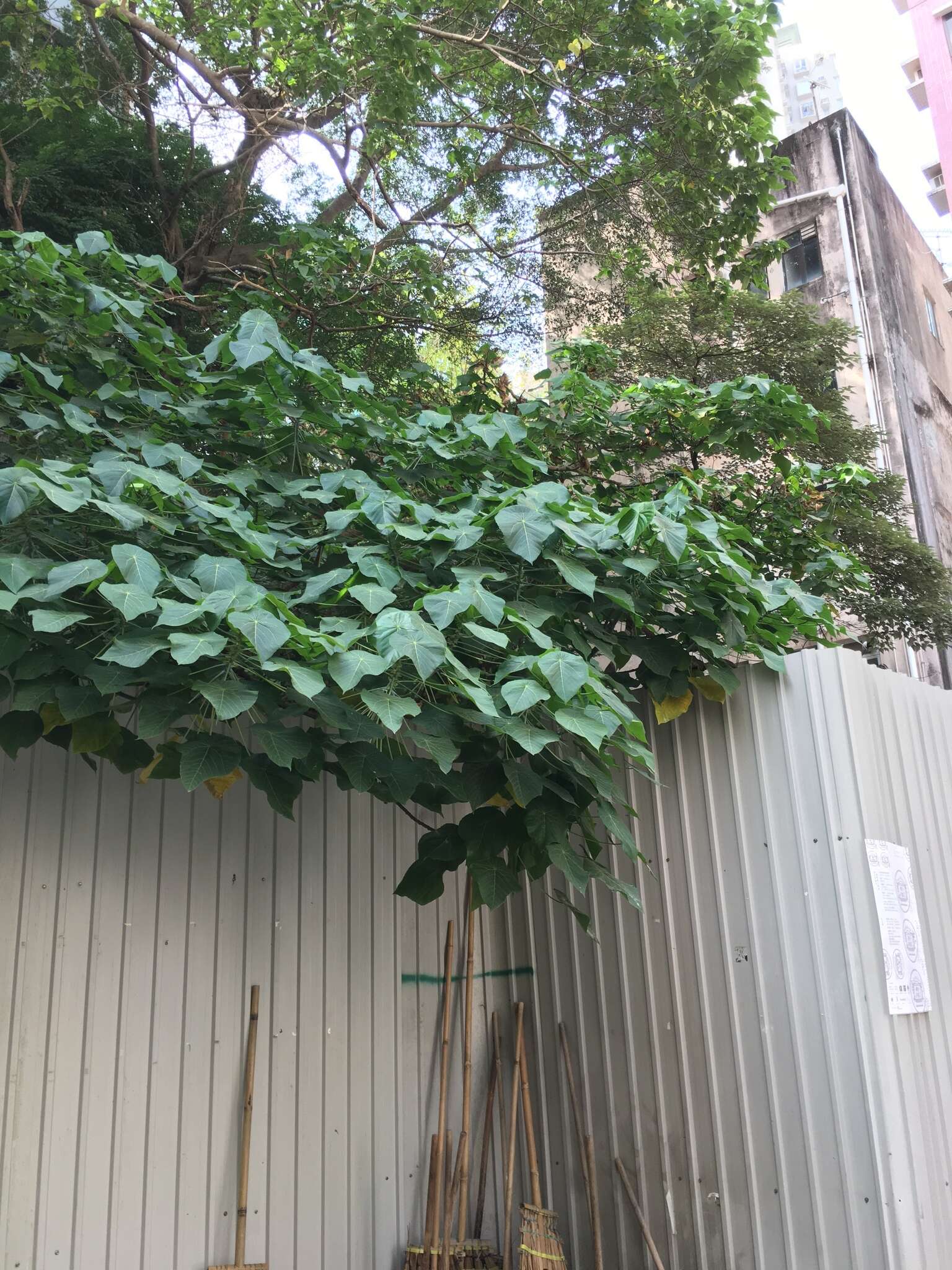 Image of parasol leaf tree