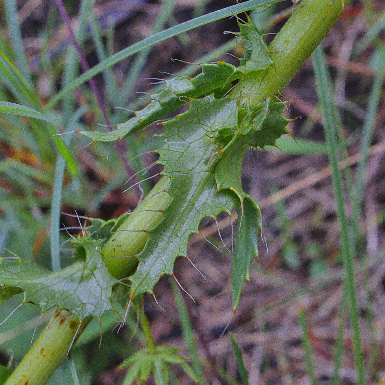 Image of Alepidea setifera N. E. Br.