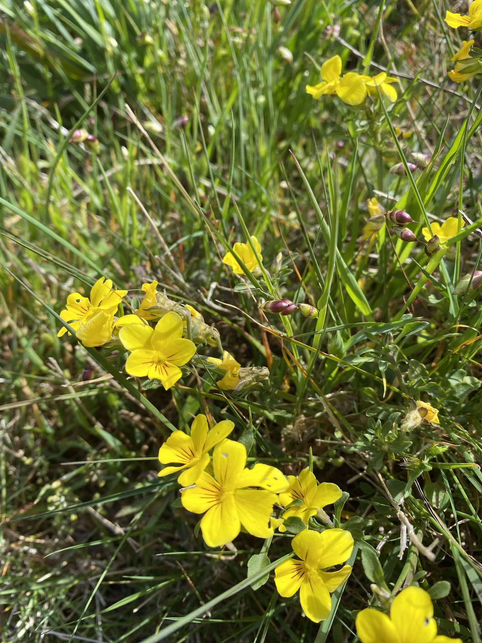 Image of Viola paradoxa Lowe