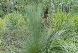 Image of Xanthorrhoea glauca D. J. Bedford