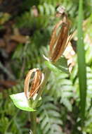 Image of Disperis lindleyana Rchb. fil.