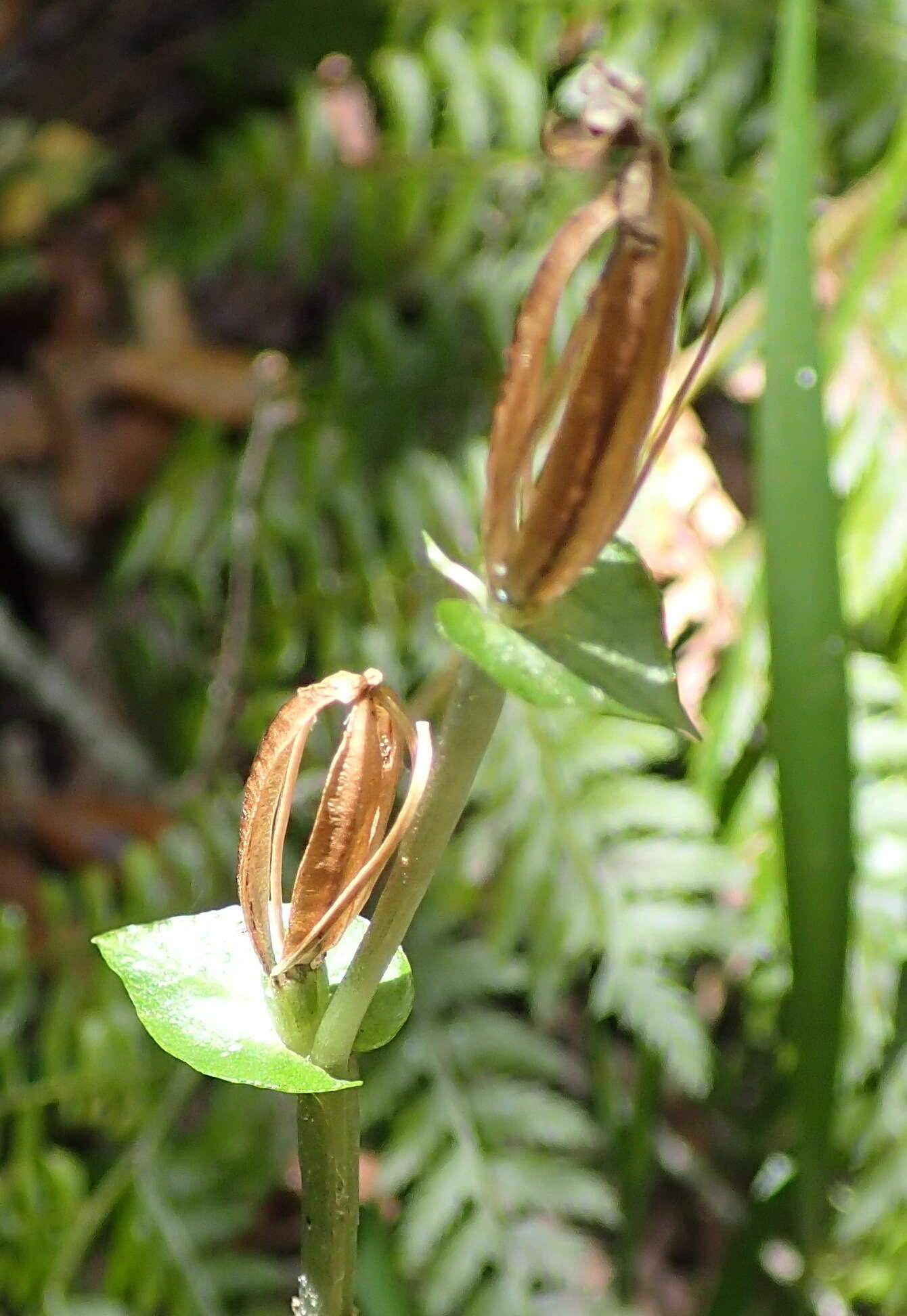 Image of Disperis lindleyana Rchb. fil.