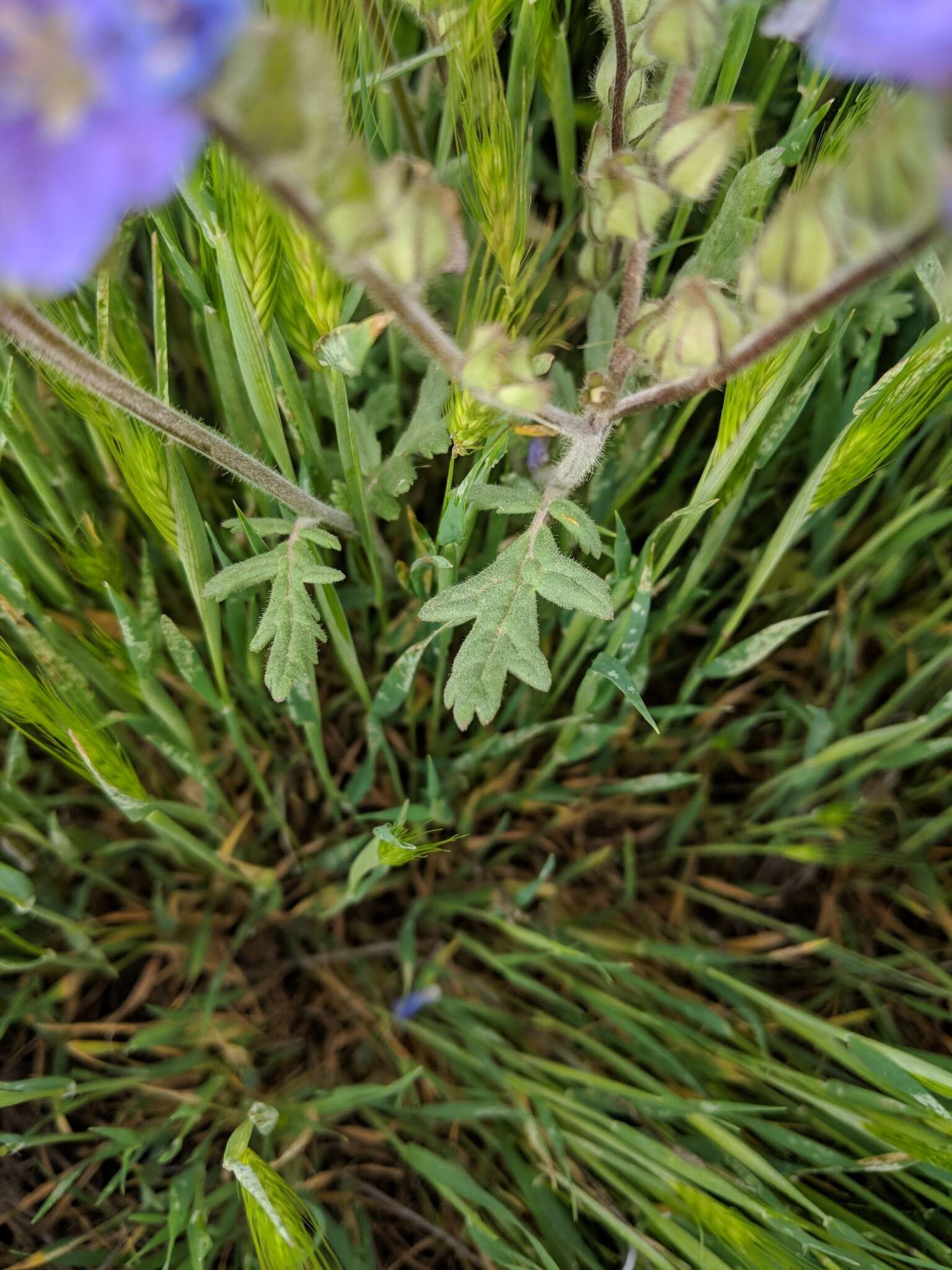 Phacelia ciliata Benth.的圖片