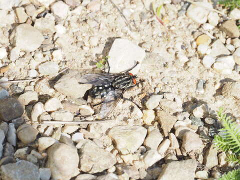 Image of Sarcophaga carnaria (Linnaeus 1758)