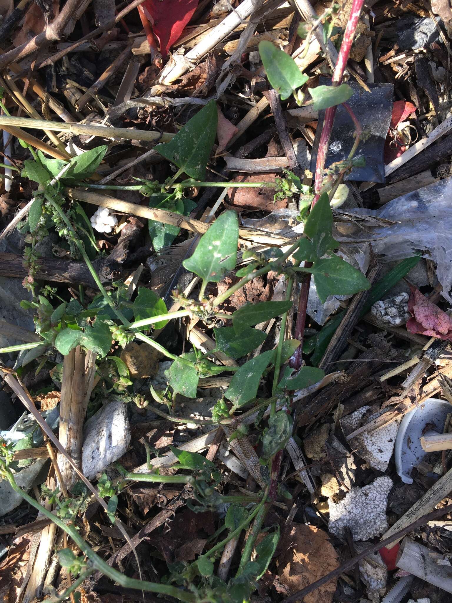 Image of spear saltbush