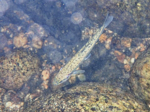 Image of Languedoc minnow