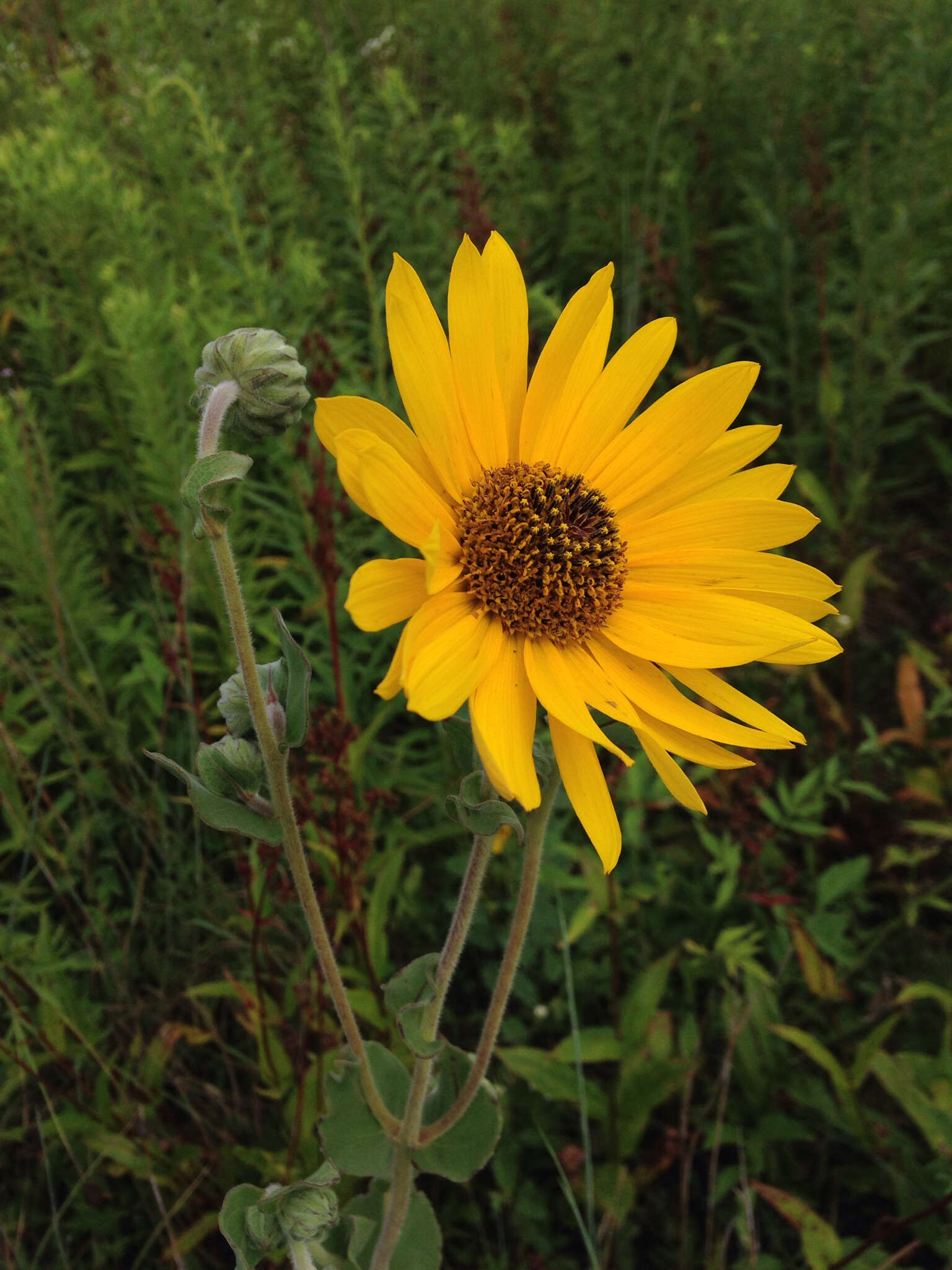 Image of ashy sunflower