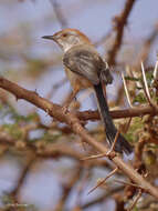 Image of Prinia rufifrons smithi (Sharpe 1895)