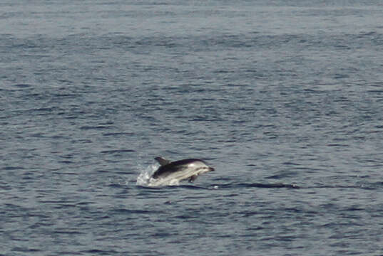 Image of Blue-white Dolphin