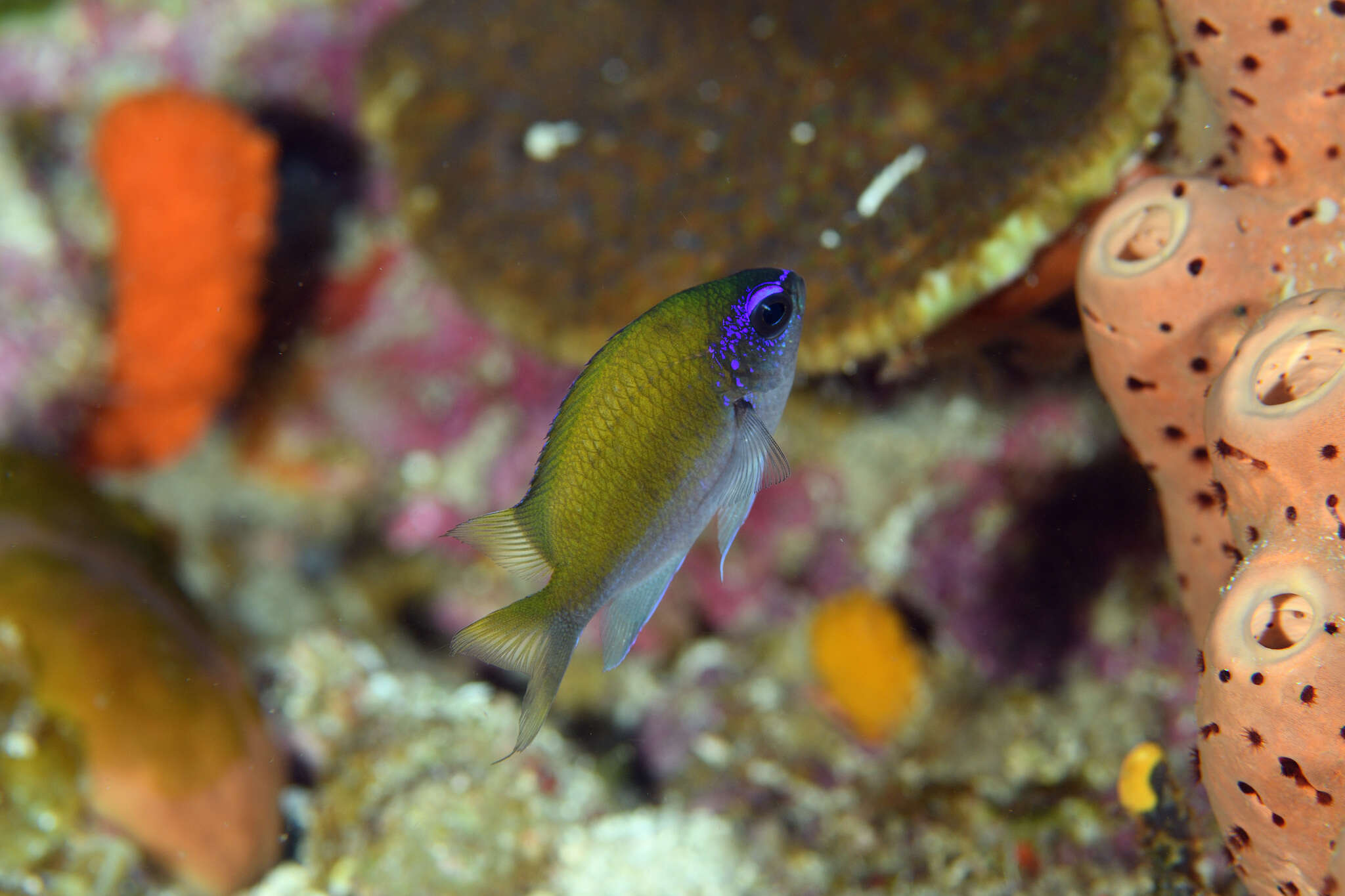 Слика од Chromis insolata (Cuvier 1830)