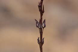 Image de Ceropegia malwanensis (S. R. Yadav & N. P. Singh) Bruyns