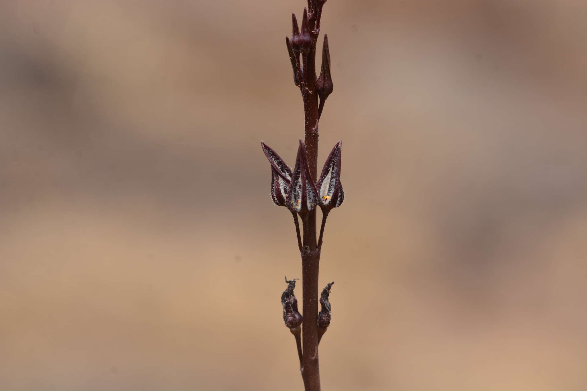 Image de Ceropegia malwanensis (S. R. Yadav & N. P. Singh) Bruyns