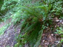 Imagem de Polystichum aculeatum (L.) Roth