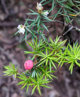 Image of Leptecophylla pogonocalyx C. M. Weiller