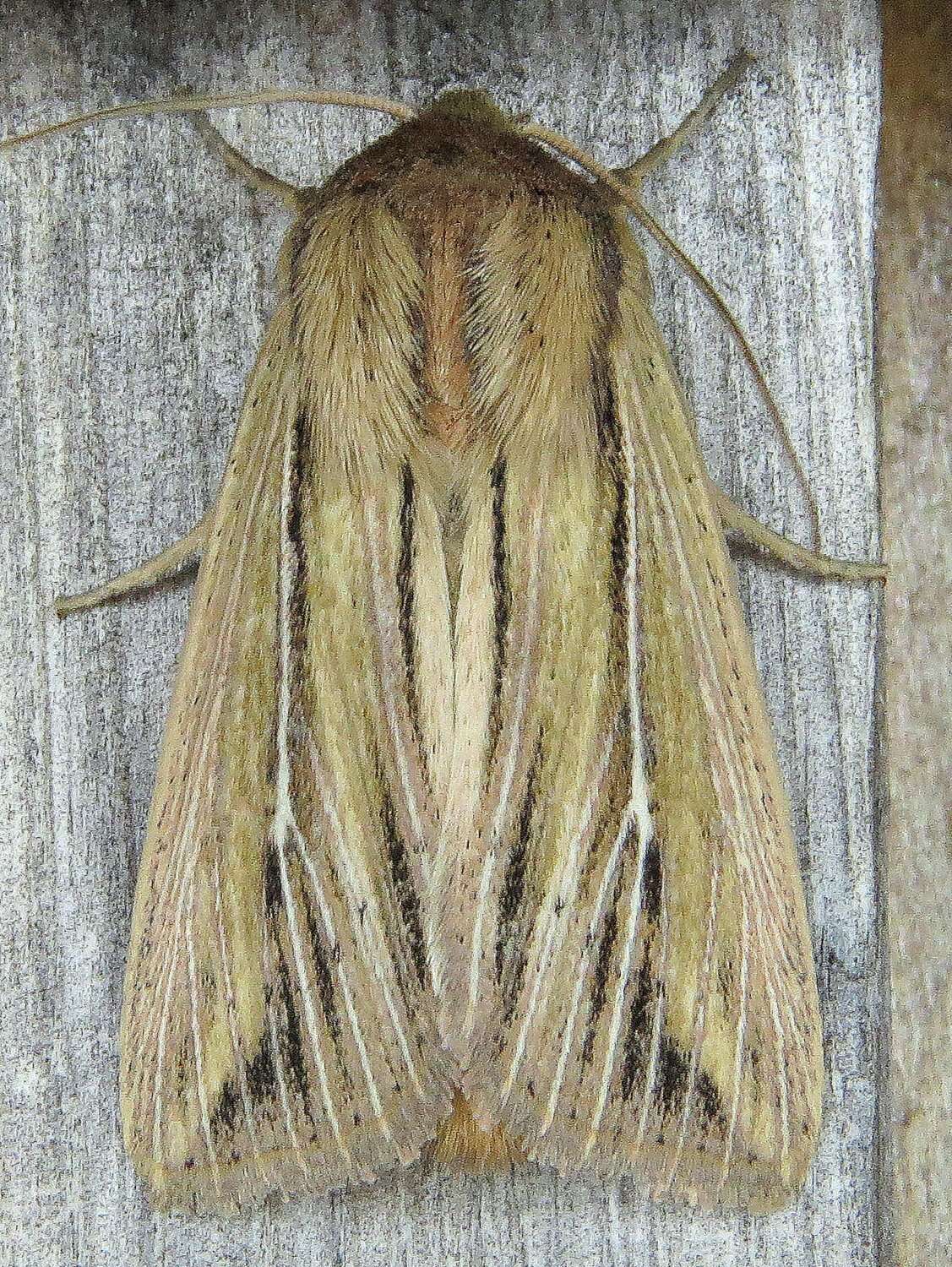 Слика од Leucania commoides Guenée 1852