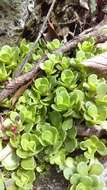 Image of Sedum rhodocarpum Rose