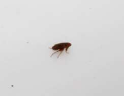 Image of Human Fleas